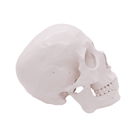 Модель «Череп человека» смонтированный